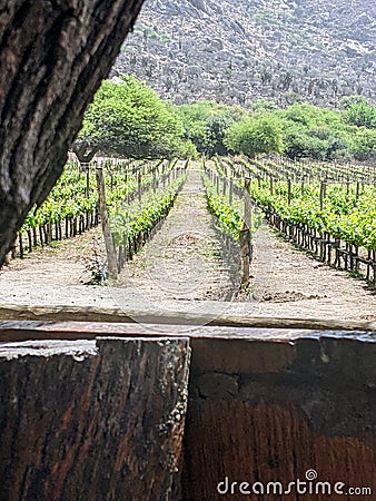 Vineyards Amidst Andean Majesty: Cafayate's Wine Country Stock Photo