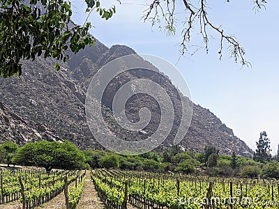 Vineyards Amidst Andean Majesty: Cafayate's Wine Country Stock Photo