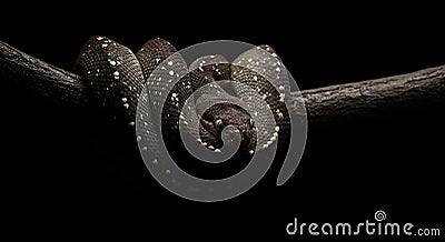 Intriguing Black Tree Python on Branch Stock Photo