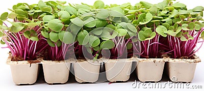 captivating macro shot of vibrant microgreens, showcasing delicate nature and nutrient rich appeal Stock Photo