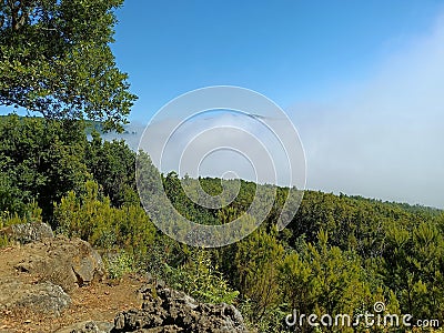 A captivating moment where clouds gently engulf an entire forest Stock Photo