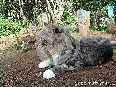 The Joyful Dance of a Cat in Nature's Embrace Stock Photo