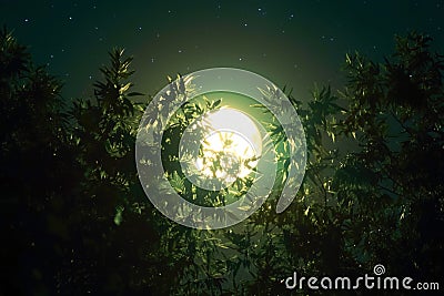 Captivating shot of full moon rising amidst lush green plants Stock Photo