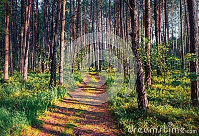 Captivating summer view of spruce forest. Stock Photo