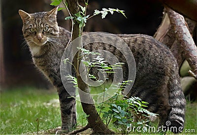 Scottish wildcat Felis sylvestris nominate or F S grampia Stock Photo