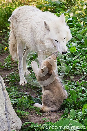 Arctic Wolf - Canis lupus Stock Photo