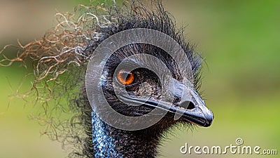 Australian Emu Dromaius novaehollandiae High Res Photo with Very Sharp Details Head Shot. Stock Photo