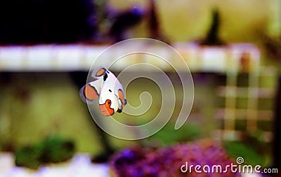 Captive-Bred Extreme Snow Onyx Clownfish - Amphriprion ocellaris x Amphriprion percula Stock Photo