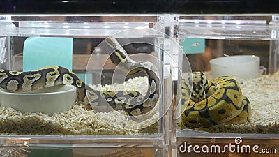 plastic snakes for sale