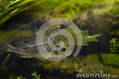 captive domesticated young Eurasian ruffe, careful and frightful wild small freshwater fish, omnivore coldwater species in Stock Photo