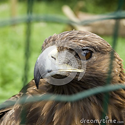 Captive Eagle Stock Photo