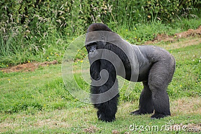 Captive endangered Western Lowland Gorilla Stock Photo