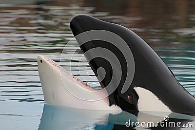 Captive orca Stock Photo