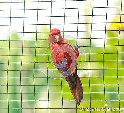 Captive parakeet Stock Photo