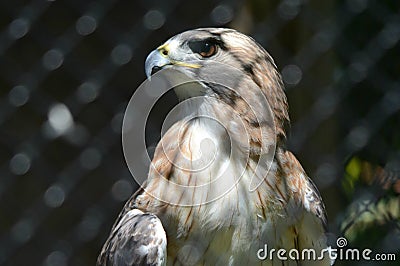 Captive Redtail Hawk Cameo Stock Photo