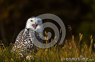 A snowy owl Stock Photo