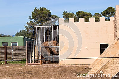 Captive Sorrow: Elephant Behind Bars Stock Photo