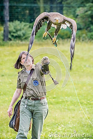 A captive white-tailed eagle Haliaeetus albicilla is launched for flight from a Falconerâ€™s gloved hand Editorial Stock Photo