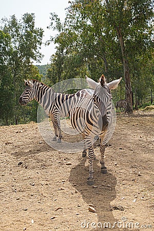 Captive zebras posing against background Stock Photo