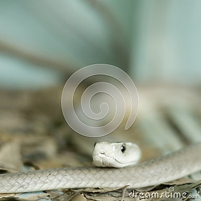 Captivity Stock Photo