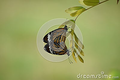 Double Delight - Butterflies perched on a leaf Stock Photo