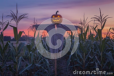Vibrant Scarecrow Pumpkin Head Cornfield Sunset - Autumn Harvest Halloween Decor Seasonal Celebrations Marketing Stock Photo