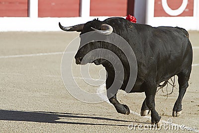 Capture of the figure of a brave bull in a bullfight Stock Photo