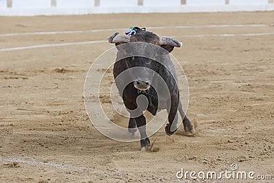 Capture of the figure of a brave bull in a bullfight Stock Photo