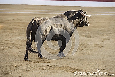 Capture of the figure of a brave bull in a bullfight Stock Photo