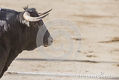 Capture of the figure of a brave bull of hair black Stock Photo