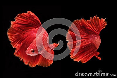 Capture the moving moment of fighting fish isolated on black background Stock Photo