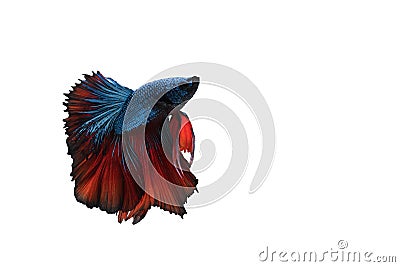 Capture moving moment of red and blue Siamese fighting fish , betta fish isolated on white background Stock Photo