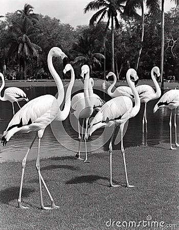 Vintage Hialeah Park Miami with this striking black and white photograph featuring flamingos, AI Stock Photo