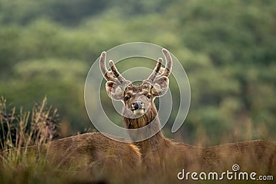 Sambar Deer at Horton Plains, Sri Lanka Stock Photo