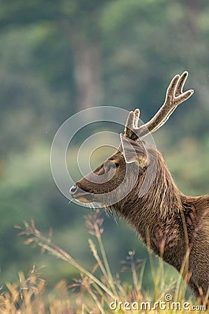 Sambar Deer at Horton Plains, Sri Lanka Stock Photo