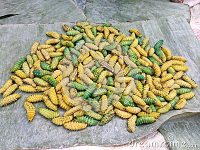 Captured image of silk worm at Sualkuchi, Assam, India Stock Photo