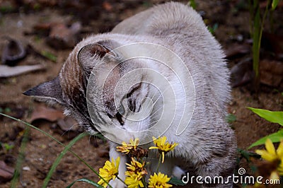 A cat smelling a yellow flower Stock Photo
