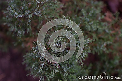 Captured needles bush - juniper in the garden Stock Photo