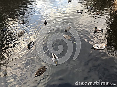 Ducks on errand season Stock Photo