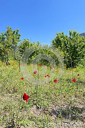 Capturing the Beauty Up Close.The Poppy Flower Stock Photo