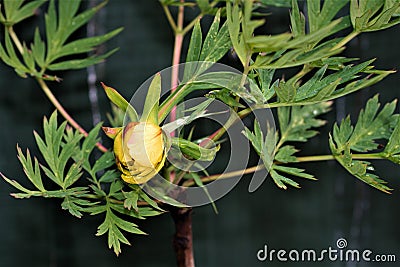 Yellow peony tree flower 2, opening on May Day, 2021. Stock Photo