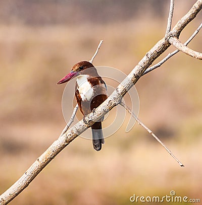 Close up of a Kingfishers or Alcedines on the dry branch Stock Photo