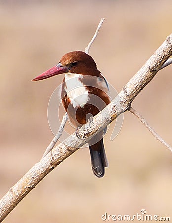 Close up of a Kingfishers or Alcedines on the dry branch Stock Photo