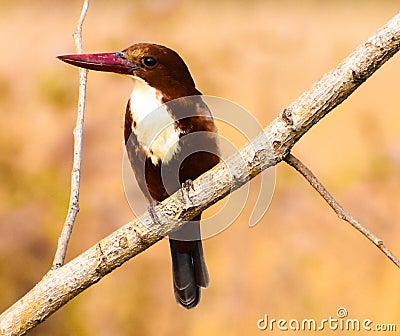 Close up of a Kingfishers or Alcedines on the dry branch Stock Photo
