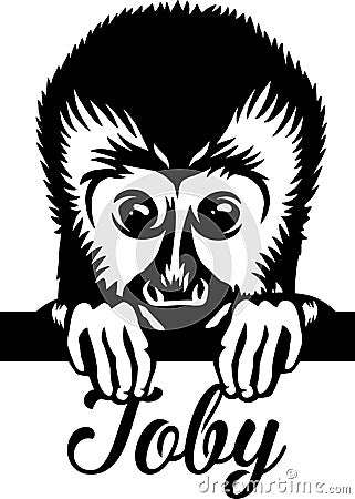 capuchin, Monkey - capuchin face head isolated on white Vector Illustration