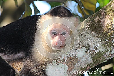 Capuchin Monkey Costa Rica Stock Photo