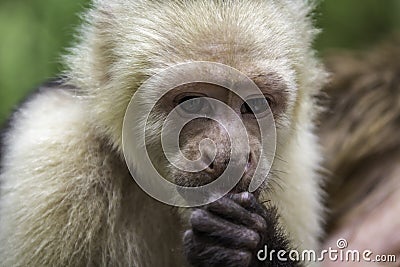 Capuchin Monkey Eating Stock Photo