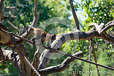 Capuchin monkey going from one tree to another Stock Photo