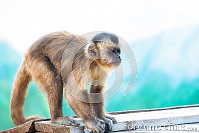 Capuchin monkey looks into the distance. Stock Photo