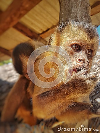 Capuchin monkey - macaco prego - with hand in mouth Stock Photo